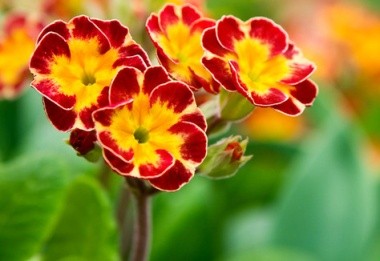 Primula polyantha 