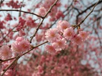 Pruno fiori doppi