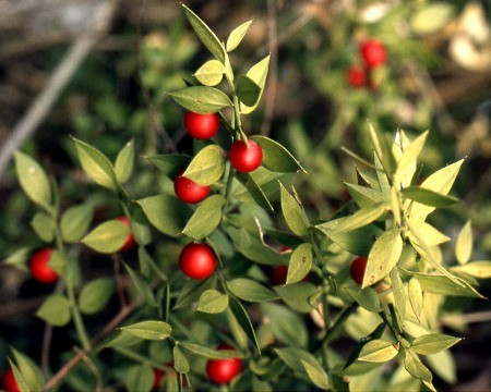 Pungitopo, Ruscus Aculeatus