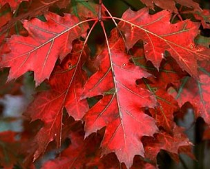 Quercia rossa foglie ellittiche