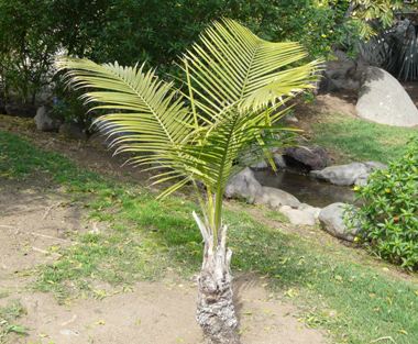 Arecaceae