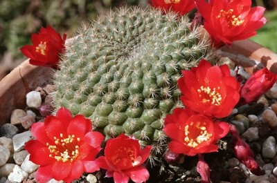Rebutia Pygmaea