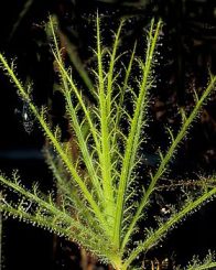 Roridula foglie lanceolate