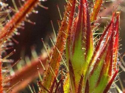 Roridula Roridulaceae