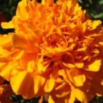 Rosa d'India fiori sfrangiati