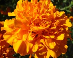 Rosa d'India fiori sfrangiati