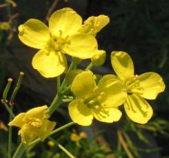 Ruchetta selvatica fiori ermafroditi