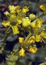 fiori gialli