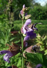 Salvia fiori ermafroditi