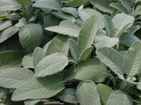 Salvia foglie ovali