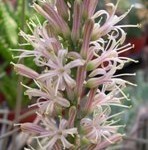 Sanseveria infiorescenza a spiga