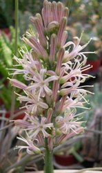 Sanseveria infiorescenza a spiga