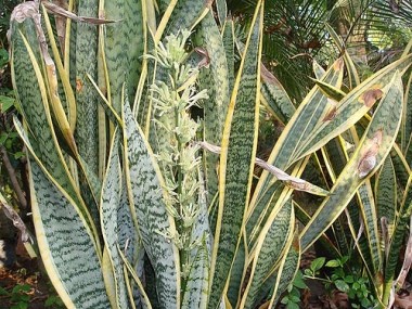 Agavaceae