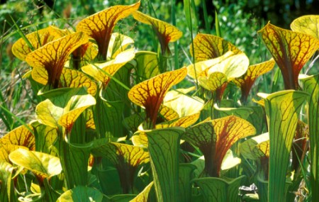 Sarraceniaceae
