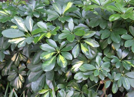Schefflera,Araliaceae