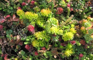 Sedum Sedum Spurium