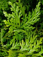 foglie squamiformi