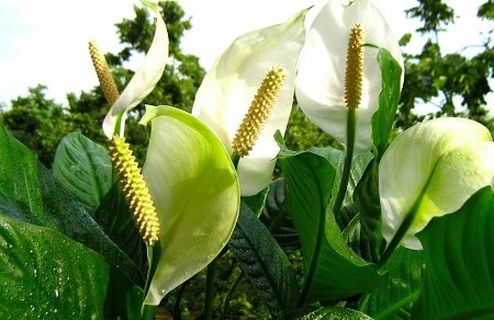 Spatifillo Spatifillo, Spathiphyllum,