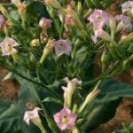 Tabacco fusti eretti