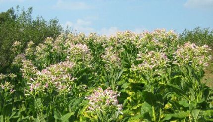 Nicotiana Tabacum