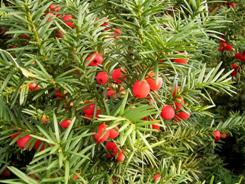 Tasso Comune frutti tossici