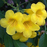 Tecoma fiore tubolare