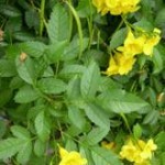 Tecoma foglie lanceolate