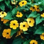 Thunbergia alata foglie lombate