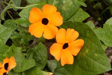 Thunbergia alata Acantaceae