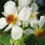 Tiglio da camera fiori vistosi