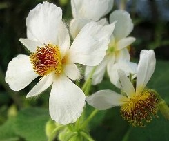 Tiglio da camera fiori vistosi
