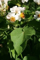 Tiglio da camera foglie cuneiformi