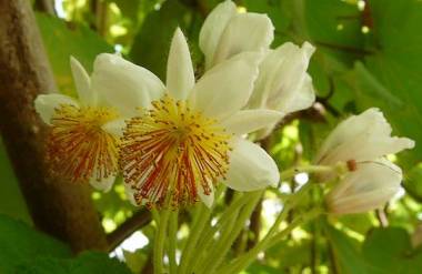 Sparmannia