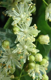  fiori profumati