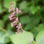Tolmiea fiori piccoli