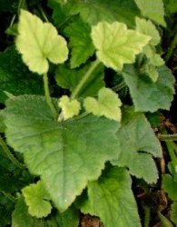 Tolmiea foglie margine seghettato