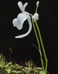 Utricularia fiori piccoli