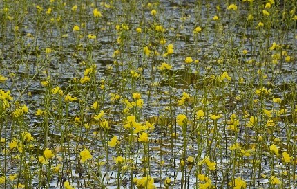Utricularia Lentibulariaceae