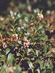 Uva Ursina fiori piccoli