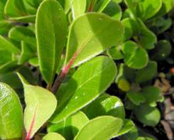 Uva Ursina foglie alternate