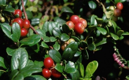 Arcostaphylus Uva Ursi