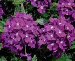 Verbena infiorescenza sferica