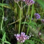 Verbena fusti eretti