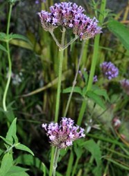 Verbena fusti eretti