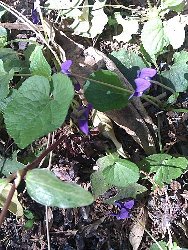 Viola Mammola foglie Viola Mammola foglie ovoidali