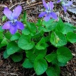 Viola foglie lanceolate