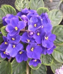 Violetta afrcana foglie forma tondeggiante