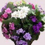 Violetta africana fiore a 5 petali