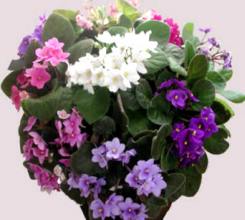 Violetta africana fiore a 5 petali