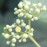 Vite Canadese fiori piccolissimi